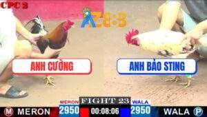 Trận 23 CPC2 11/4/2025 - Anh Cường Dí Bạc Bướm Hiệu Anh Bảo Và Cái Kết