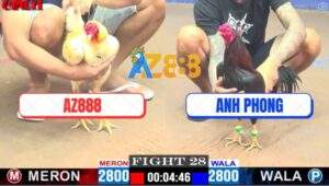 Trận 28 CPC1 14/4/2025 - Bướm Hiệu Xóm Gà AZ Đâm Không Trượt Phát Nào