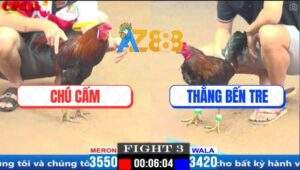 Trận 3 CPC1 5/4/2025 - Gà Anh Thắng Đá Điều Tích Vôi Chú Cấm Lật Xe