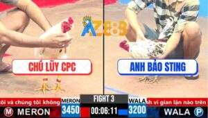 Trận 3 CPC3 1/4/2025 - Gà Bướm Chú Lũy Đá Bát 1 Hạ Bông Cọp Bảo Sting