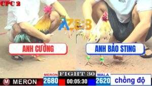 Trận 30 CPC2 18/4/2025 - Gà Bướm Bảo Sting Chồng Độ Đá Đối Thủ Bay Màu