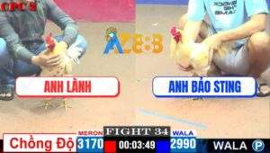 Trận 34 CPC2 27/4/2025 - Bướm Anh Hành Hạ Sát Gà Anh Bảo Sting 2 Lần