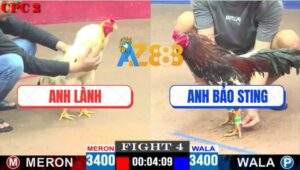 Trận 4 CPC2 11/4/2025 - Gà Anh Bảo Ra Quân Bị Gà Anh Lành Đá Tốc Chạy