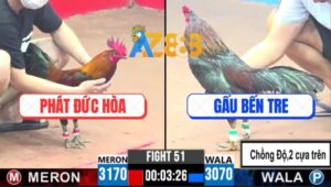 Trận 50 CPC3 9/4/2025 - Gà Anh Phát Đá 1 Cước Hạ Gà Anh Gấu Nhanh Gọn