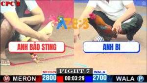 Trận 7 CPC2 27/4/2025 - Gà Chuối Anh Bảo Sting Có Chân Mai Độ