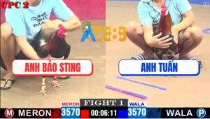 Trận 1 CPC2 9/5/2025 - Anh Bảo Sting Mở Bát Đá Gà Anh Tuấn Chạy Sảng