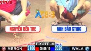 Trận 10 CPC2 9/5/2025 - Gà Bướm Đâm Điều Anh Bảo Sting Không Kịp Thở