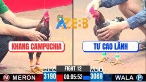 Trận 12 CPC3 25/5/2025 - Gà Thái Đá Toàn Đâm Mu Lưng Gà Việt Kêu Miệng