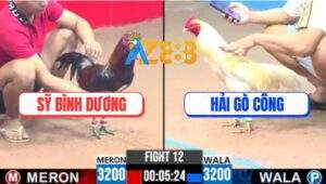 Trận 12 CPC3 31/5/2025 - Gà Úa Anh Hải Gò Công Bị Đâm Lọt Bọng Bay Bồ