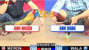 Trận 13 CPC2 28/5/2025 - Gà Điều Anh Danh Đá Cú Ói Xong Quay Xe Chạy