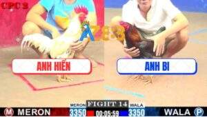 Trận 14 CPC2 28/5/2025 - Điều Anh Bi Đâm Cựa Quá Hiểm Úa Chết Từ Từ