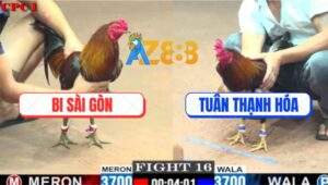 Trận 16 CPC1 20/5/2025 - Gà Anh Bi Đá Tăng 1 Đối Thủ Đứng Không Nổi