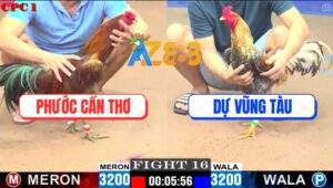 Trận 16 CPC1 26/5/2025 - Gà Cú Anh Dự Còn 1 Giò Đá Phèn Giãy Chết