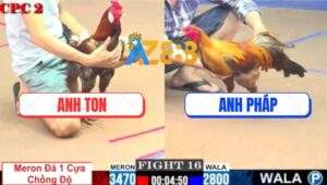 Trận 16 CPC2 30/5/2025 - Gà Anh Ton Chồng Độ Đá 1 Cựa Lên Lớp Quá Đẹp