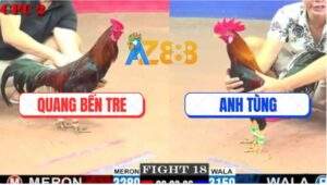 Trận 18 CPC2 21/5/2025 - Gà Điều Anh Tùng Lì Đòn Đá Đối Thủ Bay Bồ