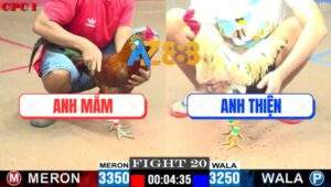 Trận 20 CPC1 22/5/2025 - Gà Bướm Anh Thiện Đâm Cựa Như Sơ Mít