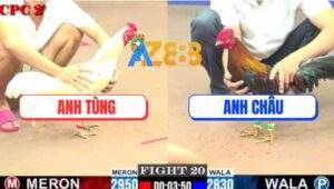 Trận 20 CPC2 28/5/2025 - Gà Điều Đá Bướm Anh Tùng Không Trượt Phát Nào