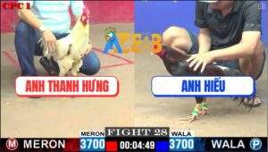 Trận 28 CPC1 29/5/2025 - Gà Bướm Anh Thanh Hưng Có Chân Phản Cứu Chủ