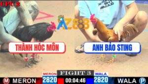 Trận 3 CPC2 4/5/2025 - Gà Khét Anh Bảo Sting Đâm Thủng Lưng Gà Ô
