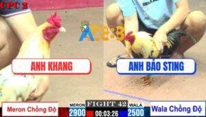 Trận 42 CPC2 23/5/2025 - Chuối Cọp Bảo Sting Lên 2 Đá Bự Tốc Chạy