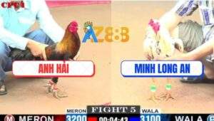 Trận 5 CPC1 24/5/2025 - Gà Điều Anh Hải Đâm Bướm Má Minh Đi Cò Cò