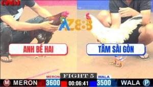 Trận 5 CPC1 6/5/2025 - Bướm Anh Tâm Đâm Lọt hang Cua Gà Anh Bé Hai