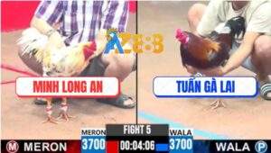 Trận 5 CPC3 31/5/2025 - Bướm Má Minh Đâm Điều Anh Tuấn Đi Không Nổi