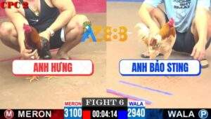 Trận 6 CPC2 9/5/2025 - Gà Camelo Anh Bảo Sting Tiễn Đối Thủ Lên Đường