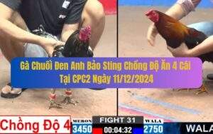 Gà Chuối Đen Anh Bảo Sting Chồng Độ Ăn 4 Cái Tại CPC2 Ngày 11/12/2024