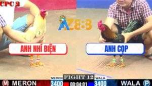 Trận 12 CPC2 4/6/2025 - Gà Anh Cọp Đá Bướm Anh Nhí Biện Chạy Kêu Miệng