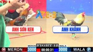 Trận 12 CPC2 9/6/2025 - Gà Điều Anh Sơn Ken Đang Thắng Thành Bại