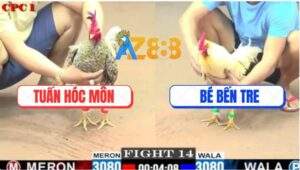 Trận 14 CPC1 5/6/2025 - Gà Cú Anh Tuấn Hóc Môn Bắt Bướm Sau 2 Tay Nước