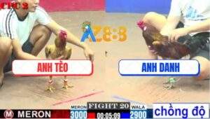 Trận 20 CPC2 4/6/2025 - Gà Mái Lại Anh Tèo Không Ngại Vạ Chạm