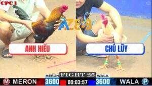 Trận 25 CPC1 7/6/2025 - Gà Anh Hiếu Mai Độ Đá Bướm Anh Tính Chạy Chết
