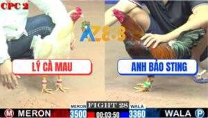 Trận 28 CPC2 1/6/2025 - Điều Anh Bảo Sting Trả Độ Đưa Anh Em Ra Đảo