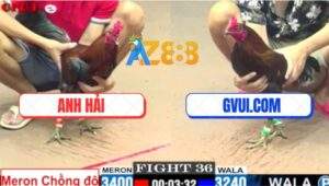 Trận 34 CPC1 5/6/2025 - Bổn Úa Hiệu GVUI.COM Đá Cựa Như Súng Bắn