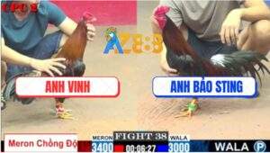 Trận 38 CPC2 1/6/2025 - Gà Anh Bảo Sting Kém 4 Chấm Đá Đối Thủ Như Con
