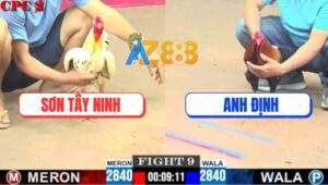 Trận 9 CPC2 8/6/2025 - Gà Điều Anh Định Phản Tang Ăn 1 Hàng 6 Kêu Trời