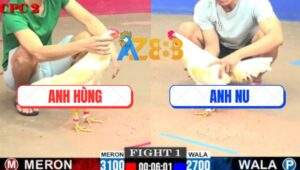 Trận 1 CPC2 16/7/2025 - Gà Anh Nu Nhỏ Ký 1 Cước Tiễn Đối Thủ Lên Đường