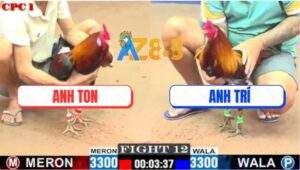 Trận 12 CPC1 5/7/2025 - Gà Anh Trí Đá 1 Cước Tiễn Gà Anh Ton Về Vườn