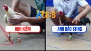 Trận 14 Bồ TonHon 18/7/2025 - Điều Bảo Sting Nuốt Ói Đá Úa Kêu Miệng