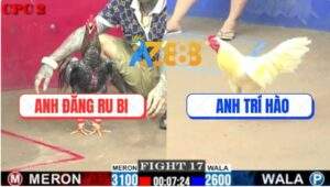 Trận 17 CPC2 2/7/2025 - Gà Anh Đăng Ru Bi Hơn 5 Chấm Bị Đá Gãy Giò