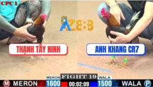 Trận 19 CPC1 7/7/2025 - Anh Bảo Sting Thả Giùm Bị Hạ Nhanh Gọn