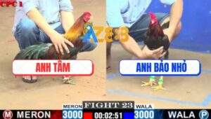 Trận 23 CPC1 5/7/2025 - Gà Anh Tâm Đâm Gà Anh Bảo Nhỏ Tê Liệt Hết Đứng