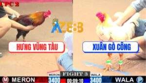 Trận 3 CPC2 25/7/2025 - Điều Cọp Anh Hưng Hạ Bướm Ngay Chân Đầu Tiên