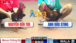 Trận 33 CPC2 27/7/2025 - Điều Mồng Dâu Bảo Sting Đá Mồng Lá Kêu Miệng