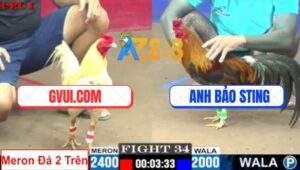 Trận 34 CPC1 7/7/2025 - Gà Điều Anh Bảo Sting Mai Độ Hạ Bướm GVUI.COM