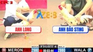 Trận 4 CPC2 16/7/2025 - Bướm Hiệu Bảo Sting Đâm Bướm Anh Long Tắt Thở