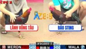 Trận 7 CPC2 27/7/2025 - Điều Chân Xanh Bảo Sting Đá Đối Thủ Trào Cơm