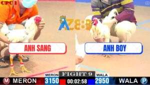 Trận 9 CPC1 8/7/2025 - Gà Anh Boy Kém 2 Chấm Đá Đồng Bị Đá Nằm 1 Đồng